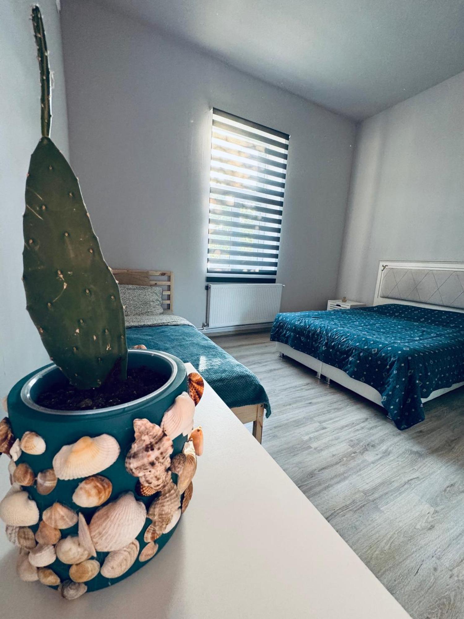 Serbian House Bed & Breakfast Temeşvar Dış mekan fotoğraf